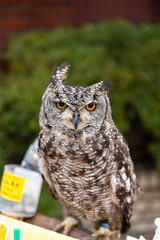 portrait of an owl