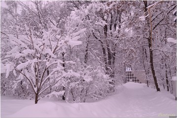 winter trees in the snow