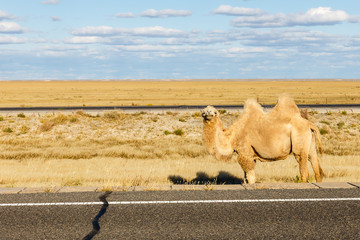 white camel costs near the road, Gobi desert, Inner Mongolia, China