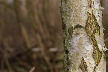 bark of a silver birch tree