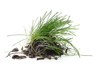 Green grass with dirt isolated on white background and texture