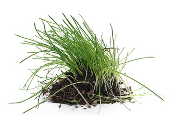 Green grass with dirt isolated on white background and texture