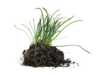 Green grass with dirt isolated on white background and texture