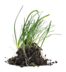 Green grass with dirt isolated on white background and texture