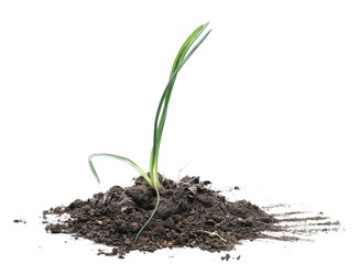 Green grass with dirt isolated on white background and texture