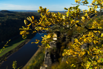 Yellow leaves on the background of the valley of the Elbe River. Saxon Switzerland. Germany. Focus on the foreground.