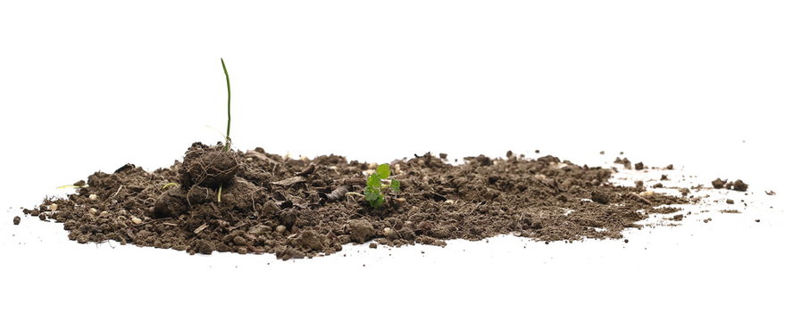 Green Grass With Dirt Isolated On White Background And Texture