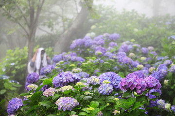 Obraz premium 紫雲出山の紫陽花