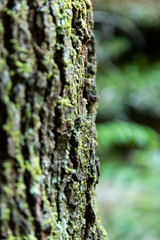 Obraz premium closeup of a tree