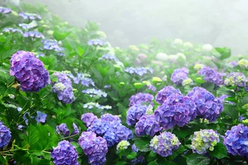 Fotobehang 紫雲出山の紫陽花 © sand555