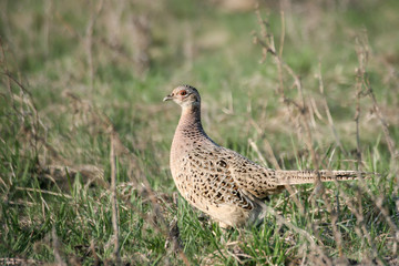 Female Ring-necked Pheasant (Phasianus colchicus), on meadow