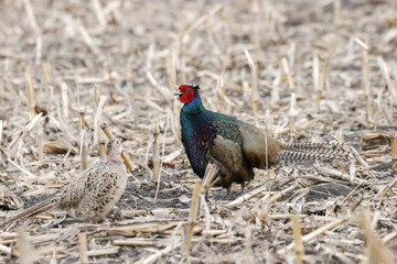 Black pheasant (Phasianus colchicus,) variety Tenebrosus, with female
