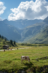 Fototapeta na wymiar An idyllic scene at the valley of Sportgastein in the Gasteiner Tal, Austria