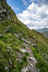 Sheeps are feeding of the grass in the moutains of Gastein near the Niedersachsenhaus, Austria