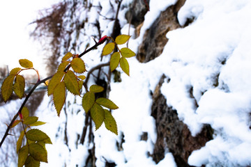 snow human landscape black white