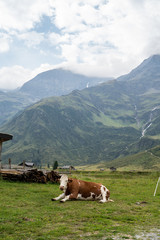 Fototapeta na wymiar A cow is chilling in the valley of Sportgastein near the Niedersachsenhaus, Austria