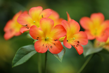 Orange Blume