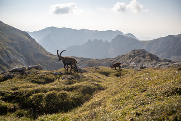An ibex on the Hochschwab moutain on a sunny day, Austria
