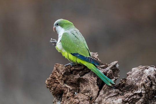 Parakeet,feeding on wild fruits, La Pampa, Patagonia, Argentina