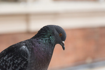Close up view of a rock dove head.