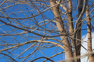 Detailed tree branches in Lake Manyara National Park - Tanzania