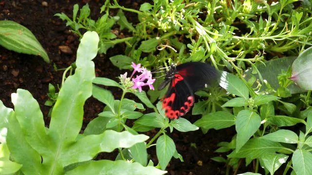 Red and Black Cattleheart butterfly extracting nectar from a pink flower