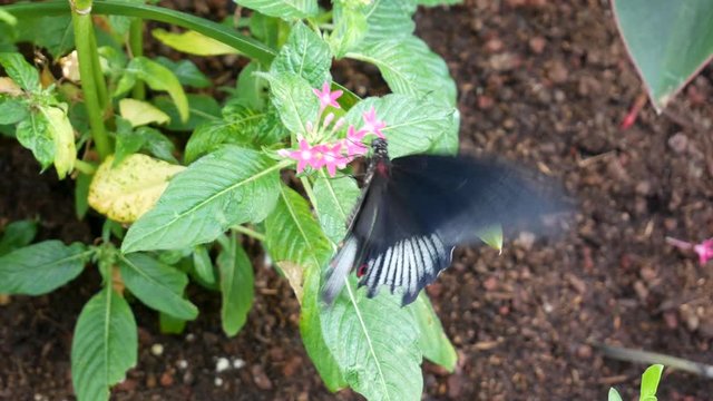Exotic red and black butterfly extracting nectar from a pink flower