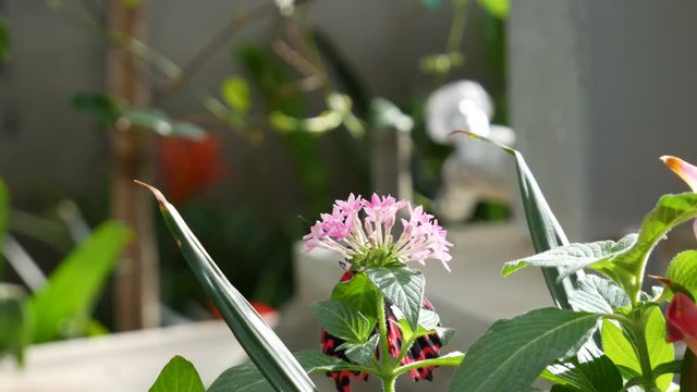 Beautiful red and black Cattleheart butterfly drinking nectar from a flower