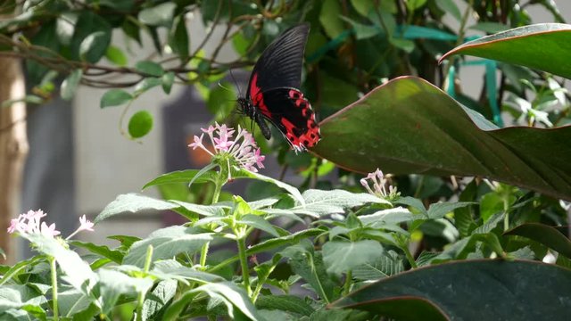 Red and black butterfly extends a long proboscis to extract nectar from a flower in a garden
