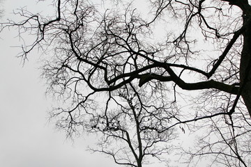 Birds sit on the branches of a tree in winter. Mainly cloudy.
