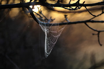 Spinnweben, Herbst