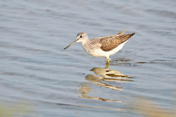 Grünschenkel im Herbst an der Ostsee