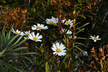 flowers in the garden