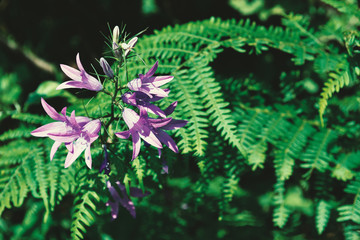 fern leaves on a background