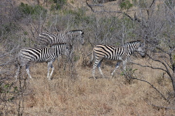Drei Steppenzebras im Kruger Nationalpark in Südafrika