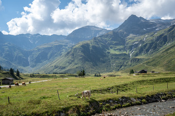 Fototapeta na wymiar An idyllic scene at the green valley of Sportgastein in the Gasteiner Tal, Austria in Summer