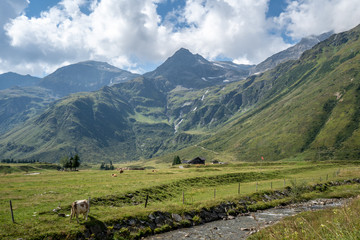 Fototapeta premium An idyllic scene at the green valley of Sportgastein in the Gasteiner Tal, Austria in Summer