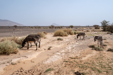 Fototapeta na wymiar Donkeys are feeding of the green bits of the desert in Morocco