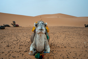 In the Sarah of Morocco, Camels are used as transportation devices