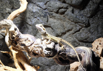 Bearded agama( Pogona barbata) in a terrarium under the lamp.