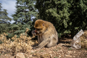 A macaque monkey is sitting on the edge of the forest and eating a fruit, Atlas Mountain, Morocco