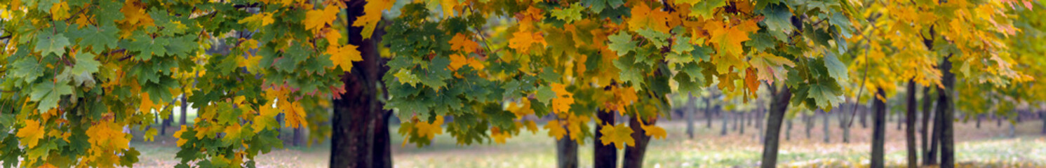Colorful maple leaves on cloudy autumn day