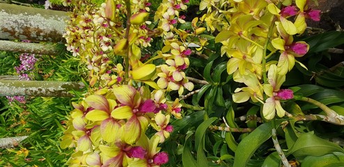 Dendrobium Sri Siam Orchidaceae flowers in Singapore garden stock photo