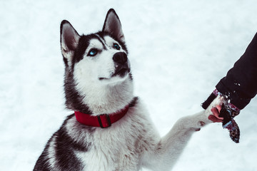 beautiful husky dog gives paw to his mistress on walking in the park in winter © dvulikaia