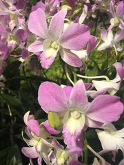 Fototapeta na wymiar Dendrobium Lucian Pink Orchidaceae flowers in Singapore garden. Orchid flowers stock photo