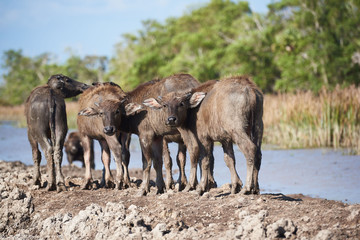 Young water buffaloes standing in the field