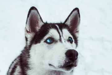 beautiful husky dog in a winter park,husky dog  portrait