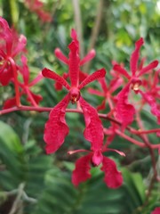 Renanthera Paloma Picasso flowers in Singapore garden. Orchid flowers stock photo