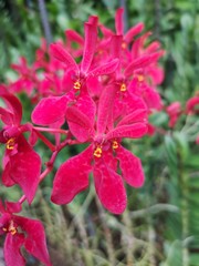 Renanthera Kalsom also commonly known as the Red Dragon flowers in Singapore garden. Orchid flowers stock photo