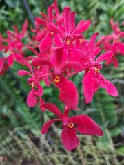 Renanthera Kalsom also commonly known as the Red Dragon flowers in Singapore garden. Orchid flowers stock photo